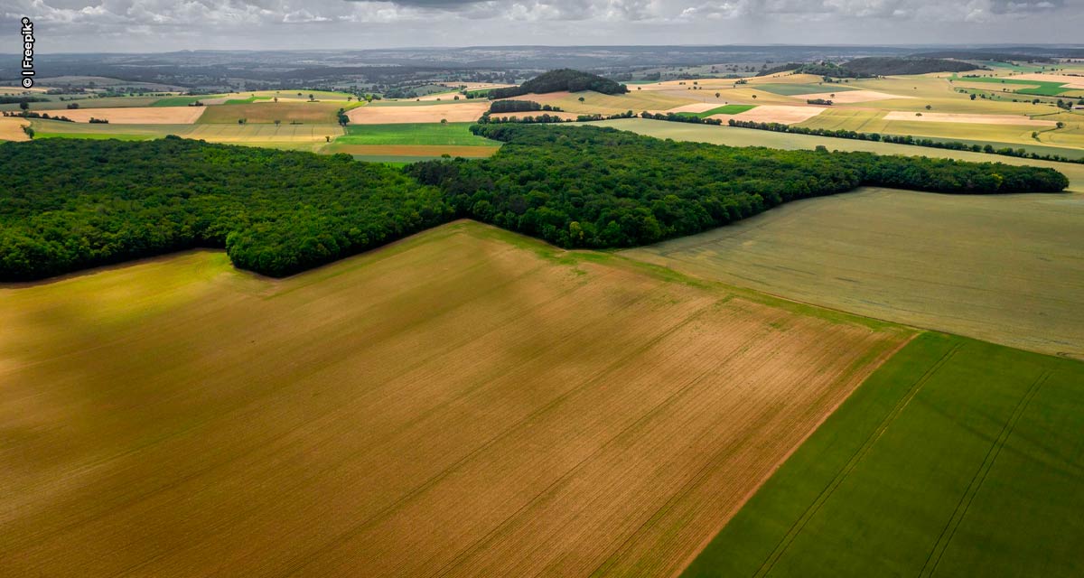 Agroicone Lança Nova Página ‘Agroicone Dados’ para Facilitar Acesso à Informações Estratégicas do Setor Agropecuário