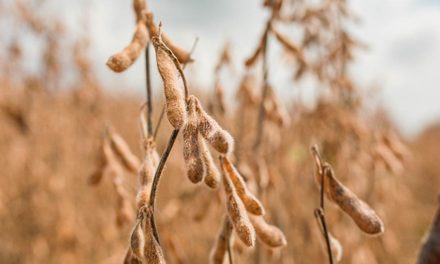 BASF lança fungicida para soja direcionado às doenças de final de ciclo