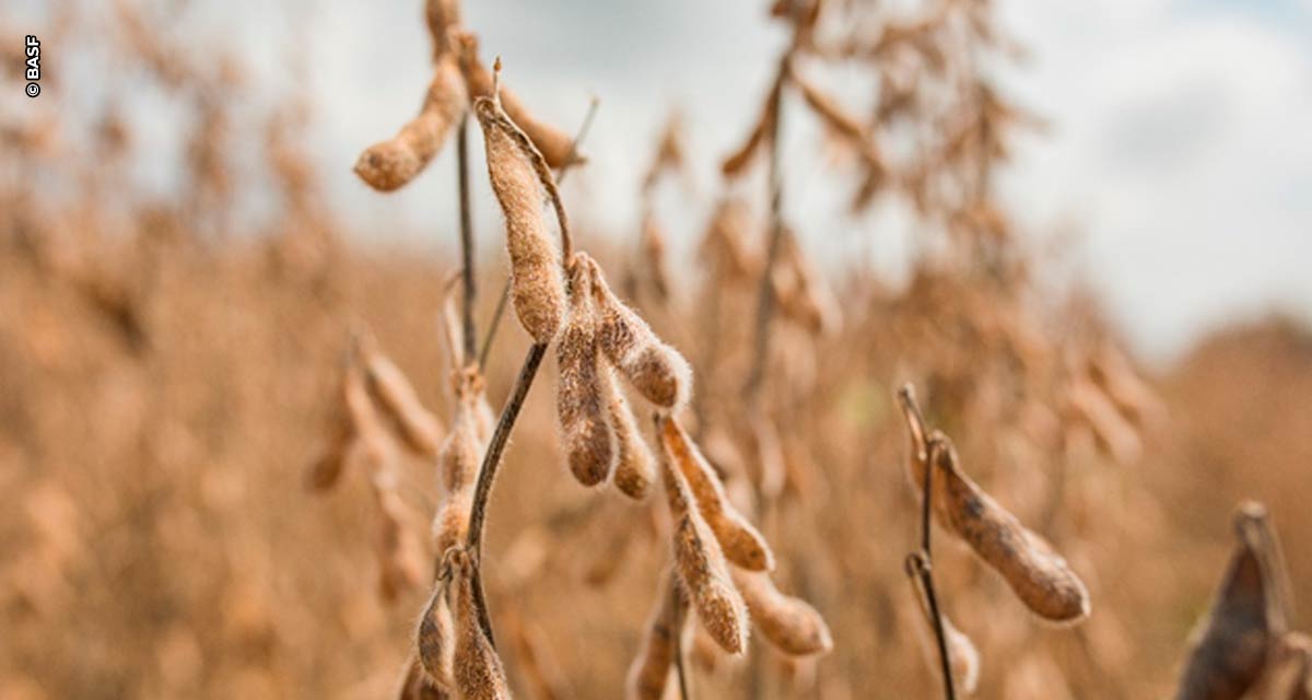 BASF lança fungicida para soja direcionado às doenças de final de ciclo