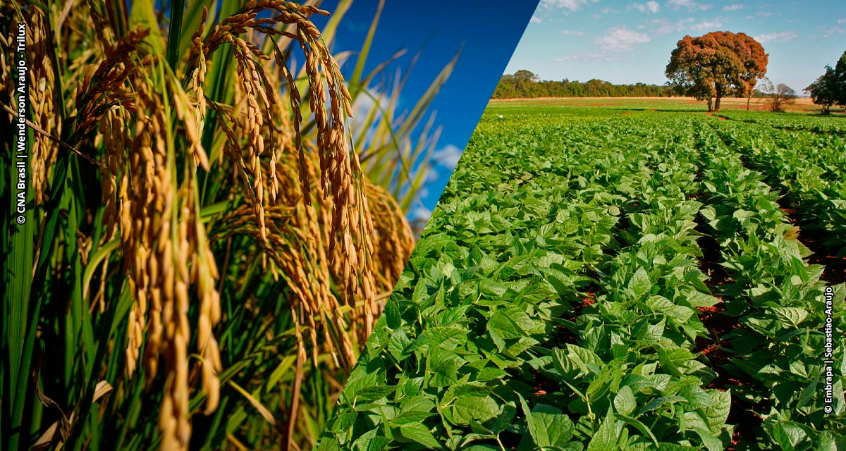 Arroz e feijão, base da alimentação dos brasileiros, também precisam de nutrição adequada para chegar à mesa