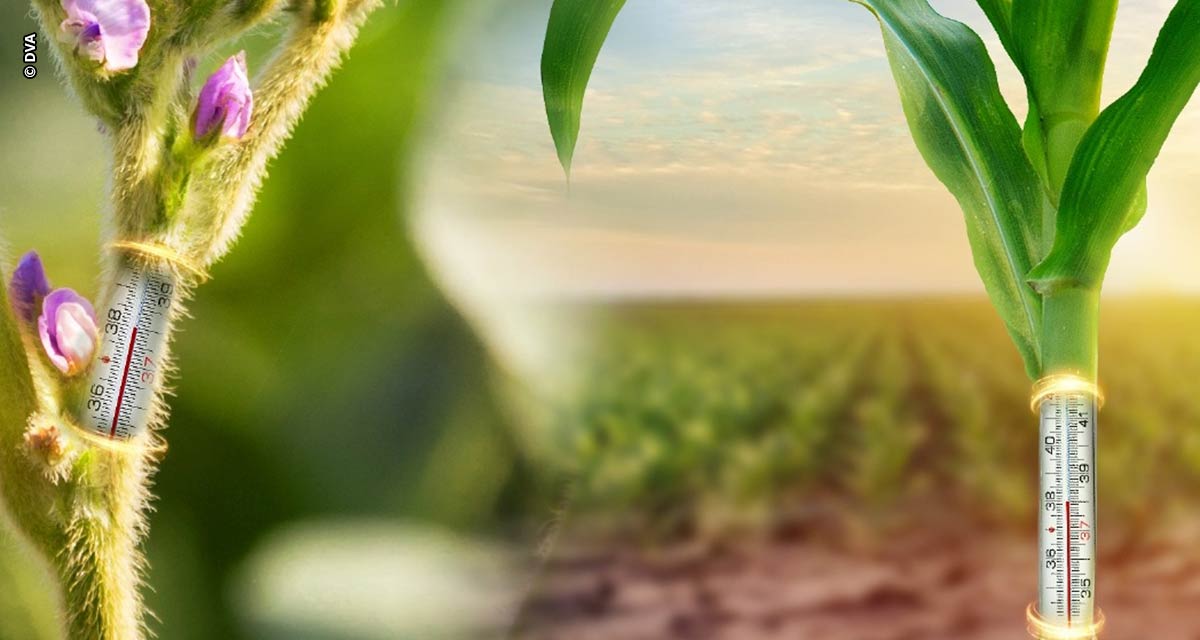 Vai ser preciso atenção a florada da  soja para possíveis impactos do La Niña