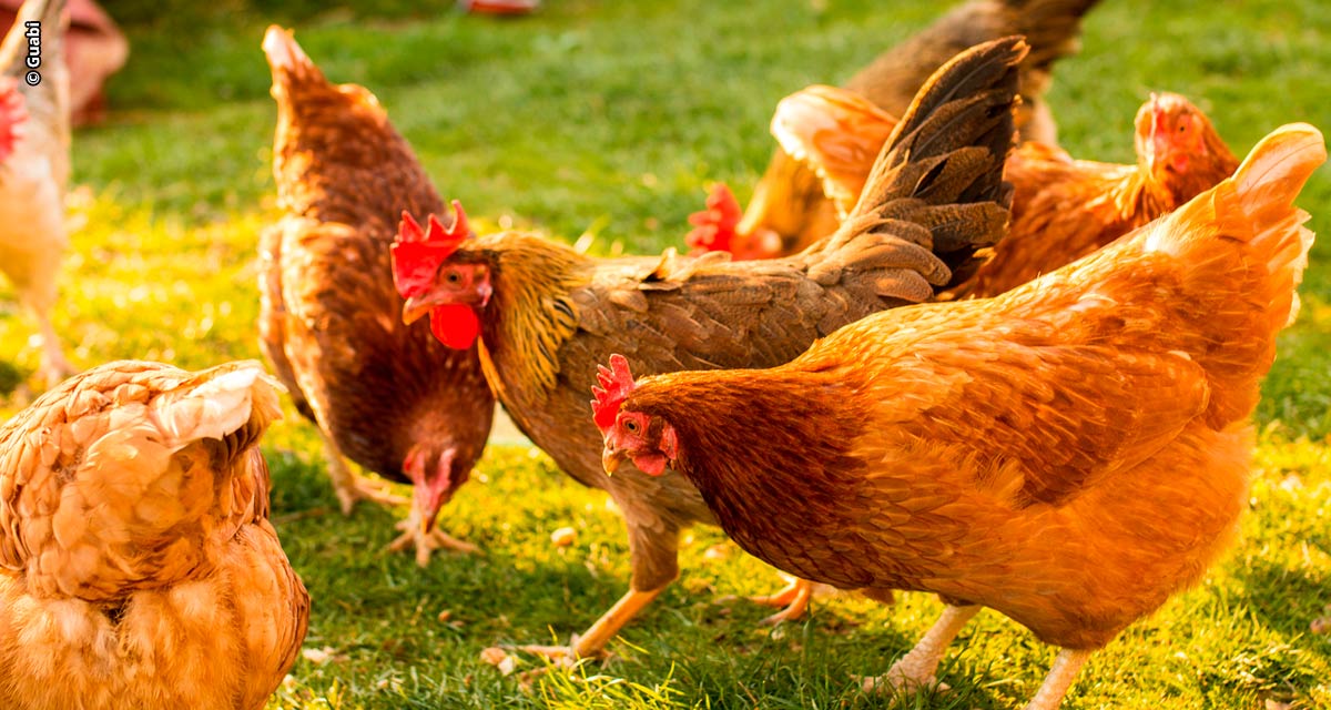 Rações naturais e sem antimicrobianos trazem ganhos à criação de aves e suínos