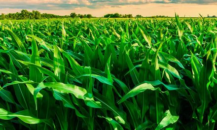 Nova tecnologia herbicida substitui os ativos tradicionais, oferecendo controle eficaz das plantas daninhas nos milharais