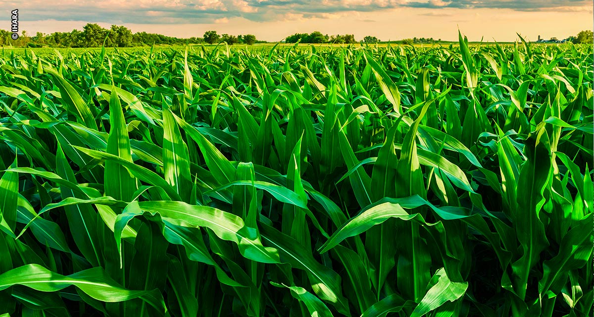 Nova tecnologia herbicida substitui os ativos tradicionais, oferecendo controle eficaz das plantas daninhas nos milharais