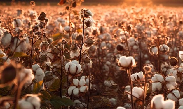 Sanidade Vegetal – Começa, no Estado de São Paulo, o Vazio Sanitário do Algodão