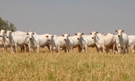 Suplementação proteica melhora o desempenho produtivo de bovinos e a rentabilidade das fazendas durante a seca