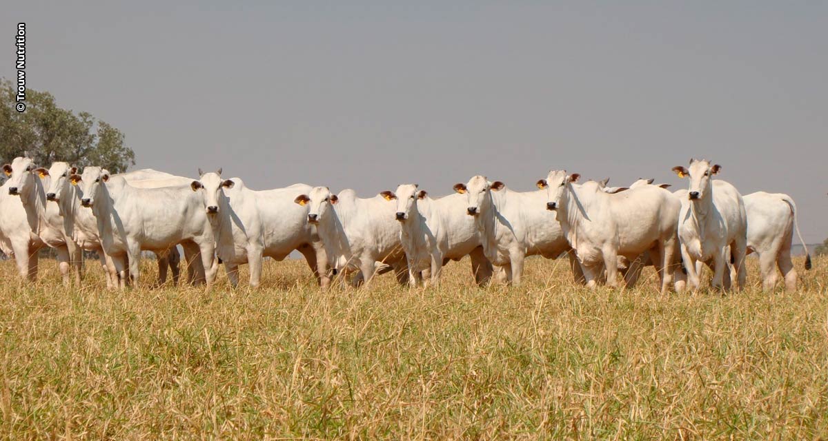 Suplementação proteica melhora o desempenho produtivo de bovinos e a rentabilidade das fazendas durante a seca