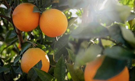 Estudos mostram aumento do peso da laranja e da produtividade  entre 15 e 30% com nutrição de alta tecnologia