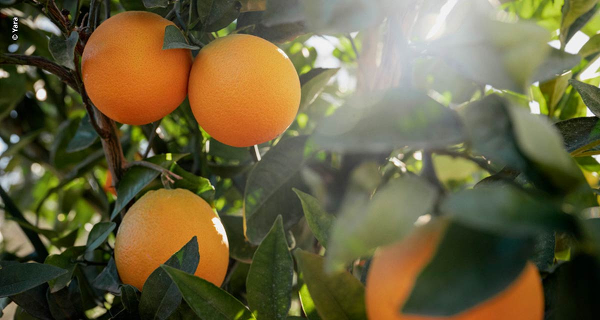 Estudos mostram aumento do peso da laranja e da produtividade  entre 15 e 30% com nutrição de alta tecnologia