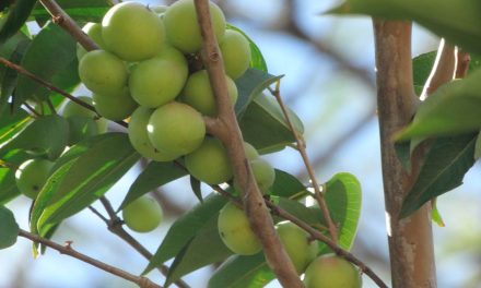 O ‘ouro da amazônia’ é aposta para a indústria alimentícia