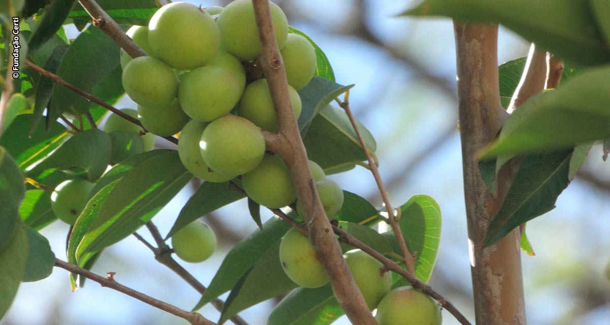 O ‘ouro da amazônia’ é aposta para a indústria alimentícia