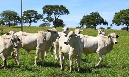 Condicionamento na fase da recria prepara os animais para a transição das secas para o período das águas