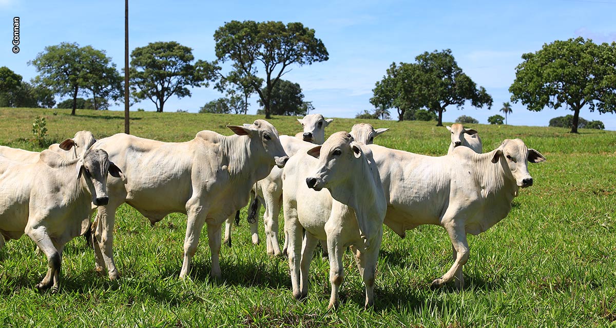 Condicionamento na fase da recria prepara os animais para a transição das secas para o período das águas