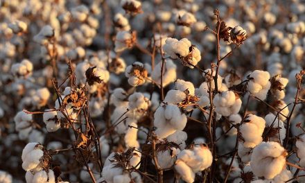 Diversidade de biotecnologias, homenagens e inovação serão destaques da Girassol Agrícola no 14º CBA