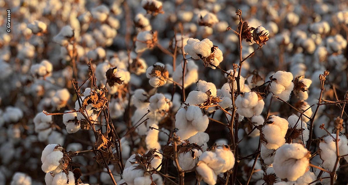 Diversidade de biotecnologias, homenagens e inovação serão destaques da Girassol Agrícola no 14º CBA