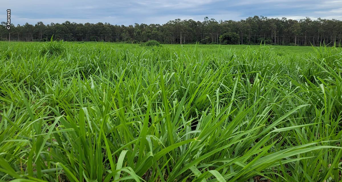 Efeito residual ajuda na longevidade e melhor qualidade das pastagens