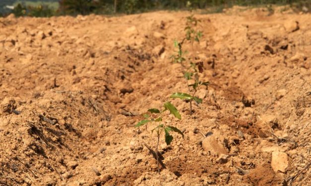 Minas Gerais cresce 370% em área destinada à silvicultura em 38 anos e lidera ranking nacional