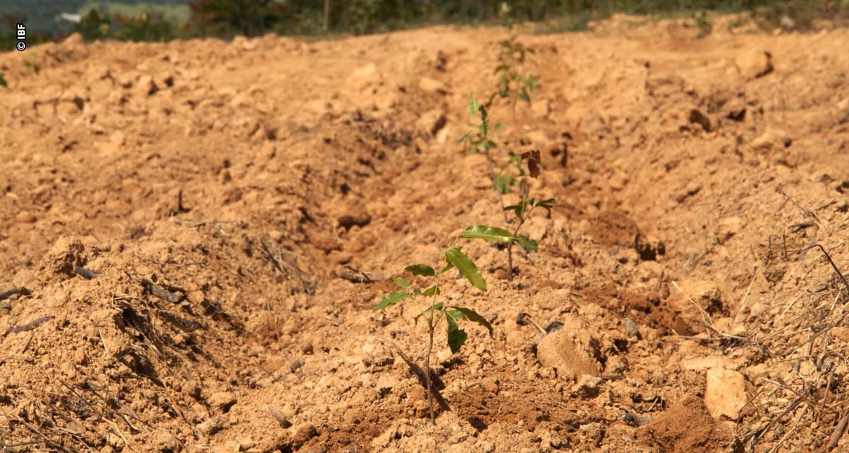 Minas Gerais cresce 370% em área destinada à silvicultura em 38 anos e lidera ranking nacional