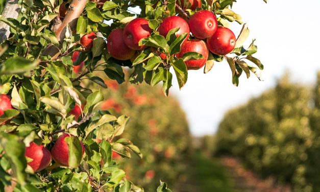 Como o fim do inverno pode impulsionar a produtividade de maçãs