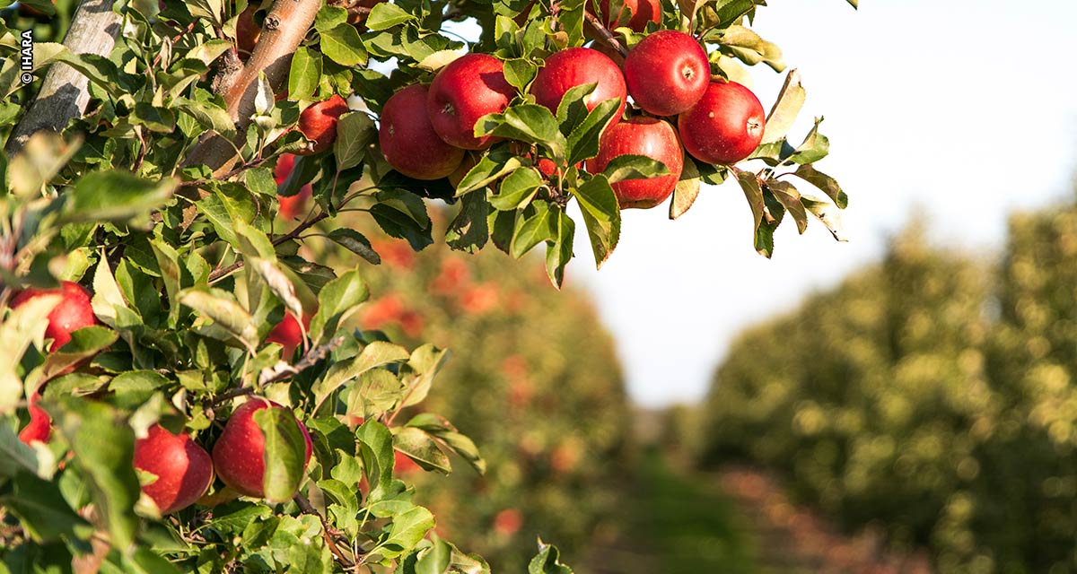 Como o fim do inverno pode impulsionar a produtividade de maçãs