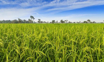 Com previsão de crescimento da área de arroz na safra 2024/2025, agricultores devem ficam em alerta para controle de gramíneas