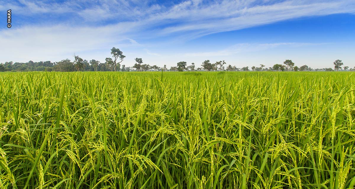 Com previsão de crescimento da área de arroz na safra 2024/2025, agricultores devem ficam em alerta para controle de gramíneas