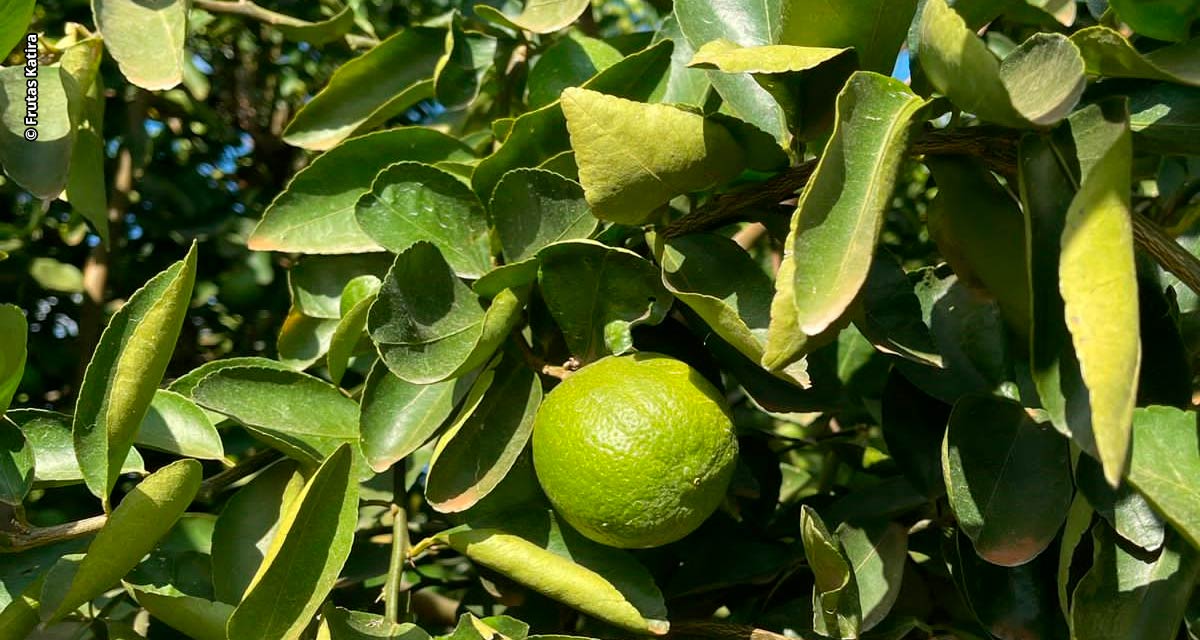 Frutas Katira busca a liderança no mercado nacional de limão tahiti e tem planos para a exportação