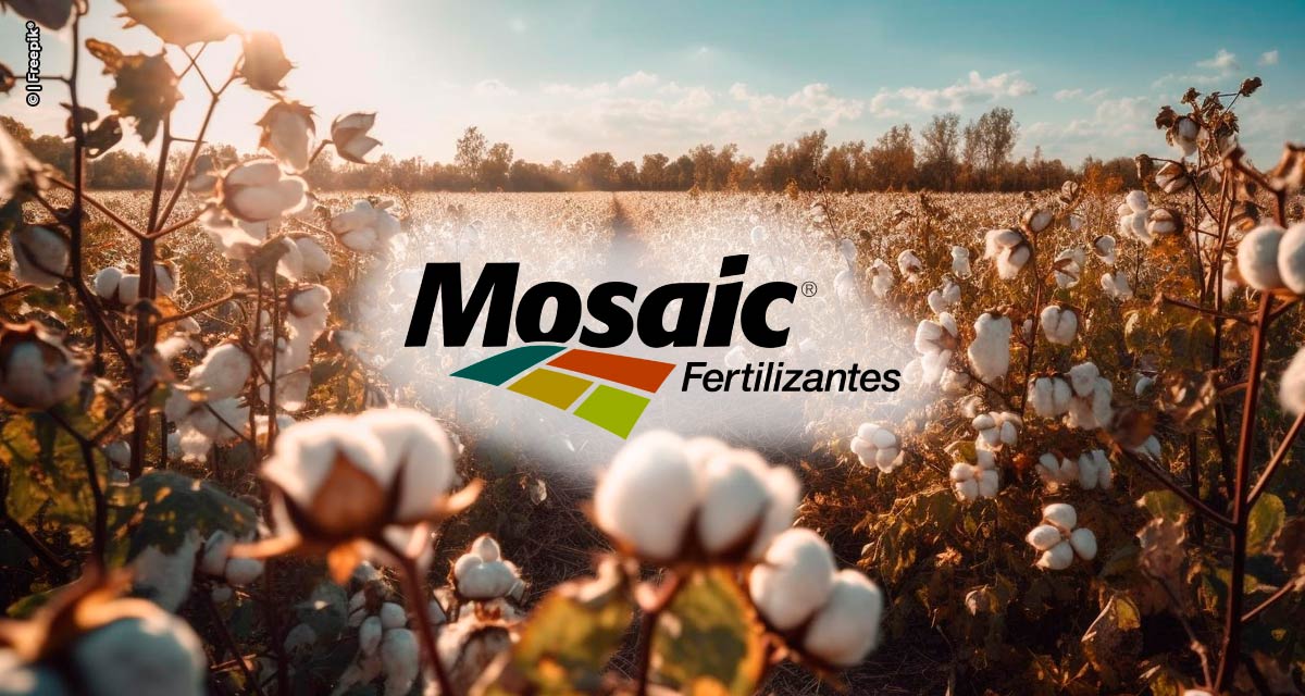 Fertilizantes da Mosaic com tecnologia multinutrientes serão destaques no 14º Congresso Brasileiro do Algodão