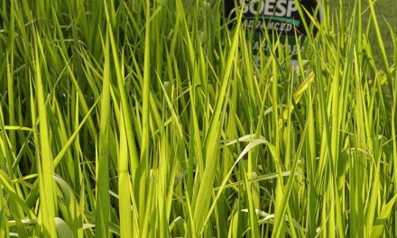 Métodos de plantio influenciam a sustentabilidade das pastagens, saiba como