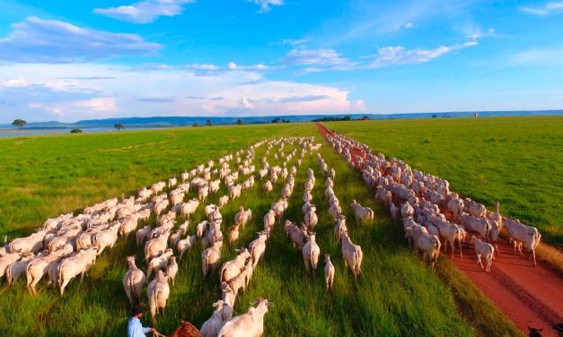 Agro Amazônia eleva margem de pecuaristas com método LucrAA