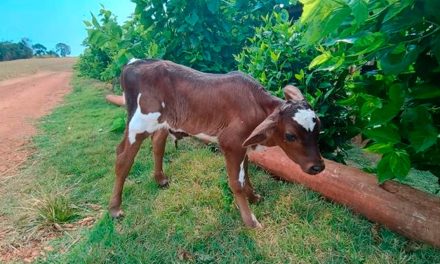 Capal promove desenvolvimento genético com projeto de inseminação artificial em SP