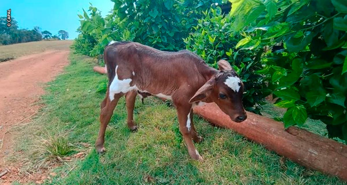 Capal promove desenvolvimento genético com projeto de inseminação artificial em SP