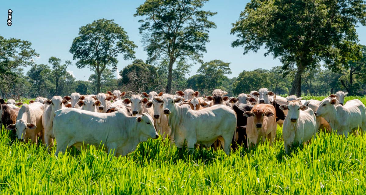 B3 adota Datagro como novo indicador para liquidação dos contratos futuros do boi gordo