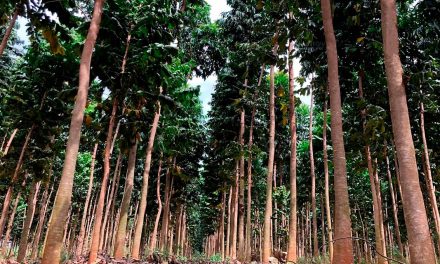 Negócio Florestal: investidores apostam em árvores para colher aposentadoria