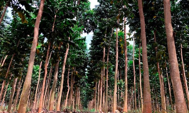 Negócio Florestal: investidores apostam em árvores para colher aposentadoria