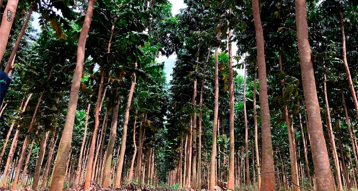 Negócio Florestal: investidores apostam em árvores para colher aposentadoria