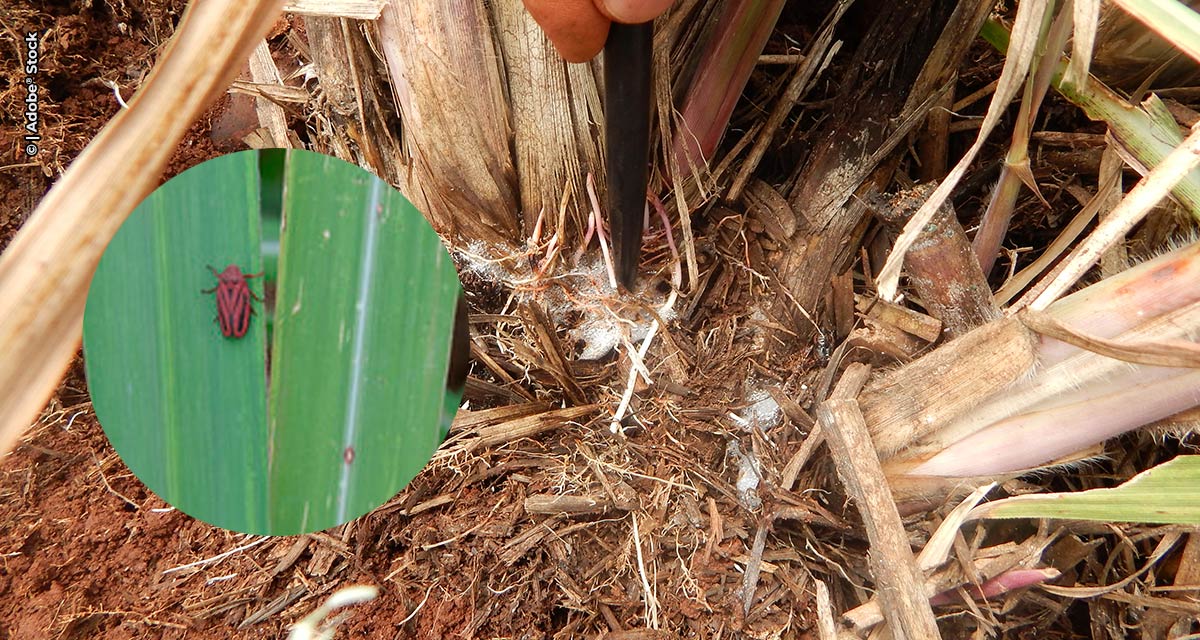 O que agricultor precisa saber sobre a cigarrinha-da-cana e seu controle