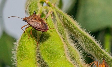 Novo bioinsumo à base de vespa parasitoide é lançado para controle do percevejo nas lavouras de soja