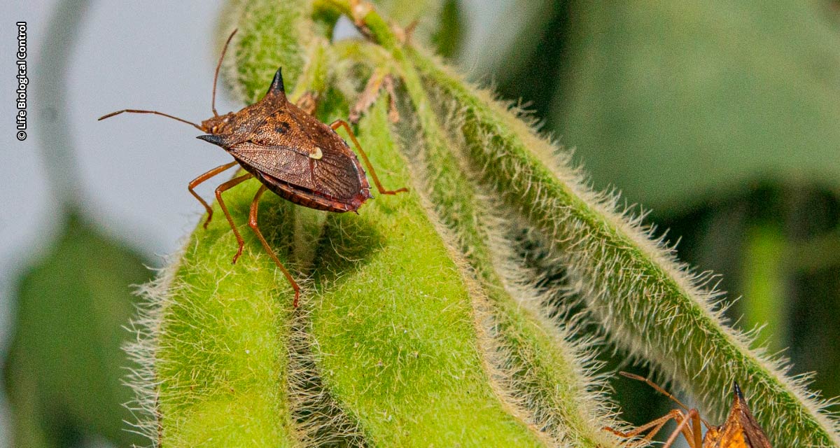 Novo bioinsumo à base de vespa parasitoide é lançado para controle do percevejo nas lavouras de soja