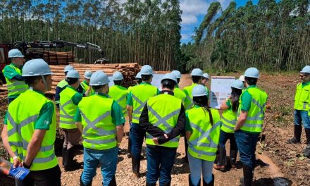 Mercado florestal se reúne para debater qualidade no carregamento de madeira