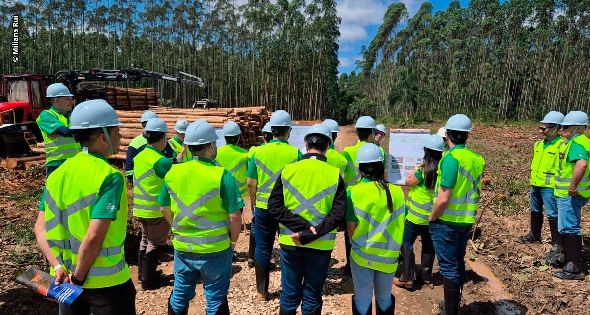 Mercado florestal se reúne para debater qualidade no carregamento de madeira