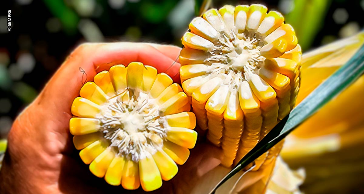 Com inovação e tecnologia, SEMPRE AgTech anuncia nova fase