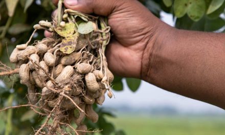 Cultivo de amendoim ganha eficiência com precisão no monitoramento