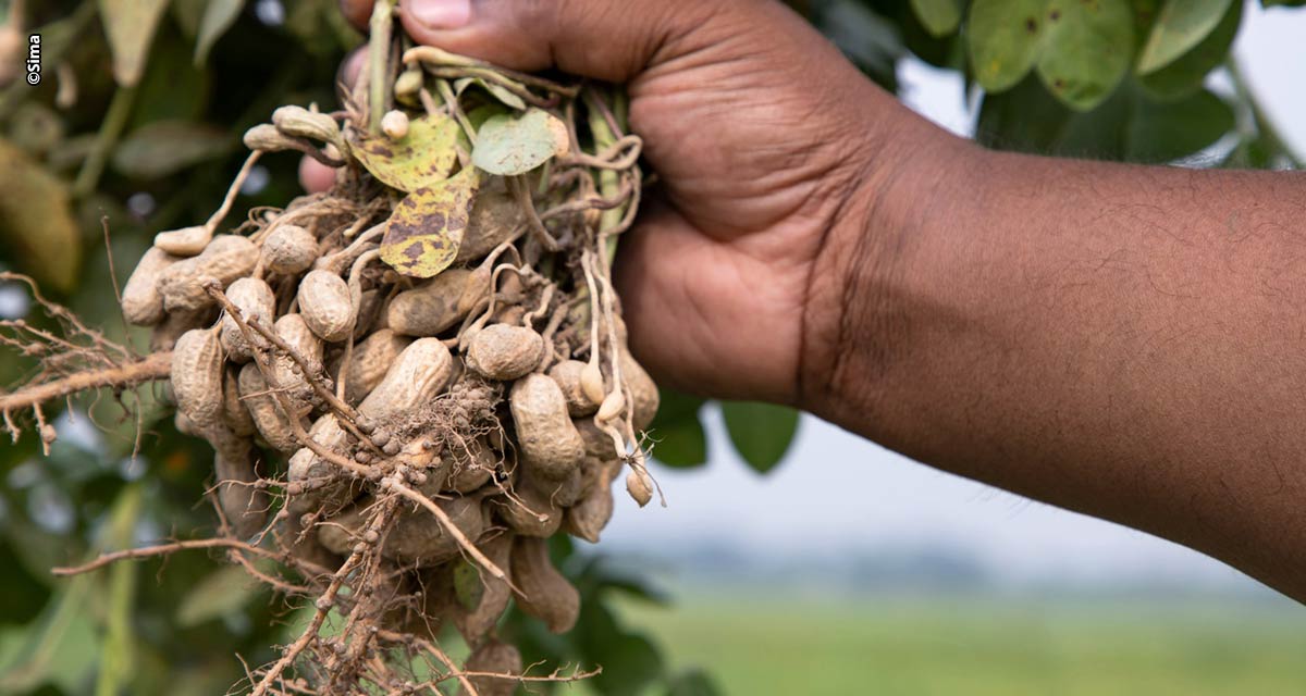 Cultivo de amendoim ganha eficiência com precisão no monitoramento