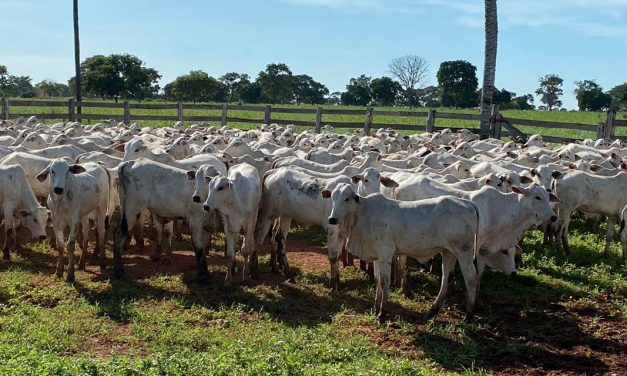 Desmame precoce reduz mortalidade e aumenta prenhez de vacas no Pantanal