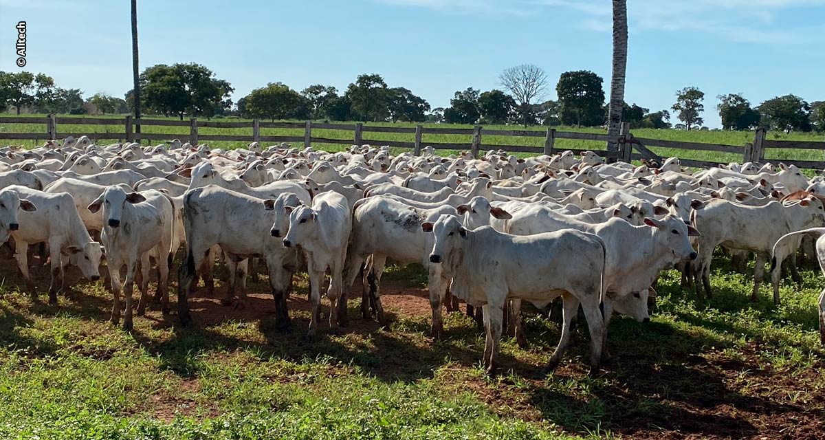 Desmame precoce reduz mortalidade e aumenta prenhez de vacas no Pantanal