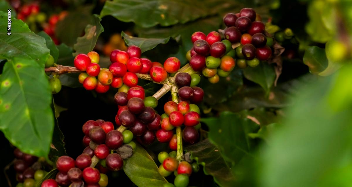 Nespresso anuncia Pacote Agronômico para impulsionar práticas regenerativas no Brasil