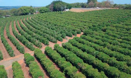 Com projeção de quebra de safra e déficit hídrico histórico, irrigação é a estratégia para boas produções de café arábica em 2025