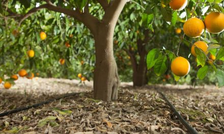 Irrigação em dia: o segredo para proteger sua renda e manter seu pomar competitivo