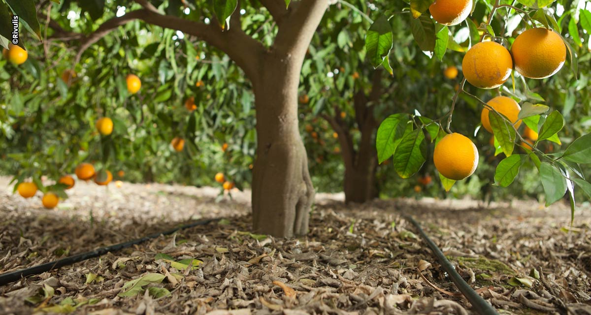 Irrigação em dia: o segredo para proteger sua renda e manter seu pomar competitivo